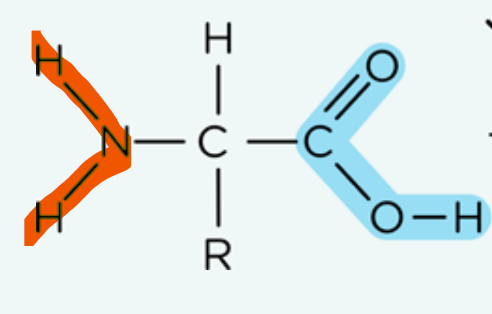 <ul><li><p>Contains a carboxylic acid group</p></li><li><p>Contains a amine group (primary amine)</p></li><li><p>The chiral carbon is bonded to 4 different groups, so optical isomerism can be present, where they can exist as an enantiomer.</p></li></ul><p></p>