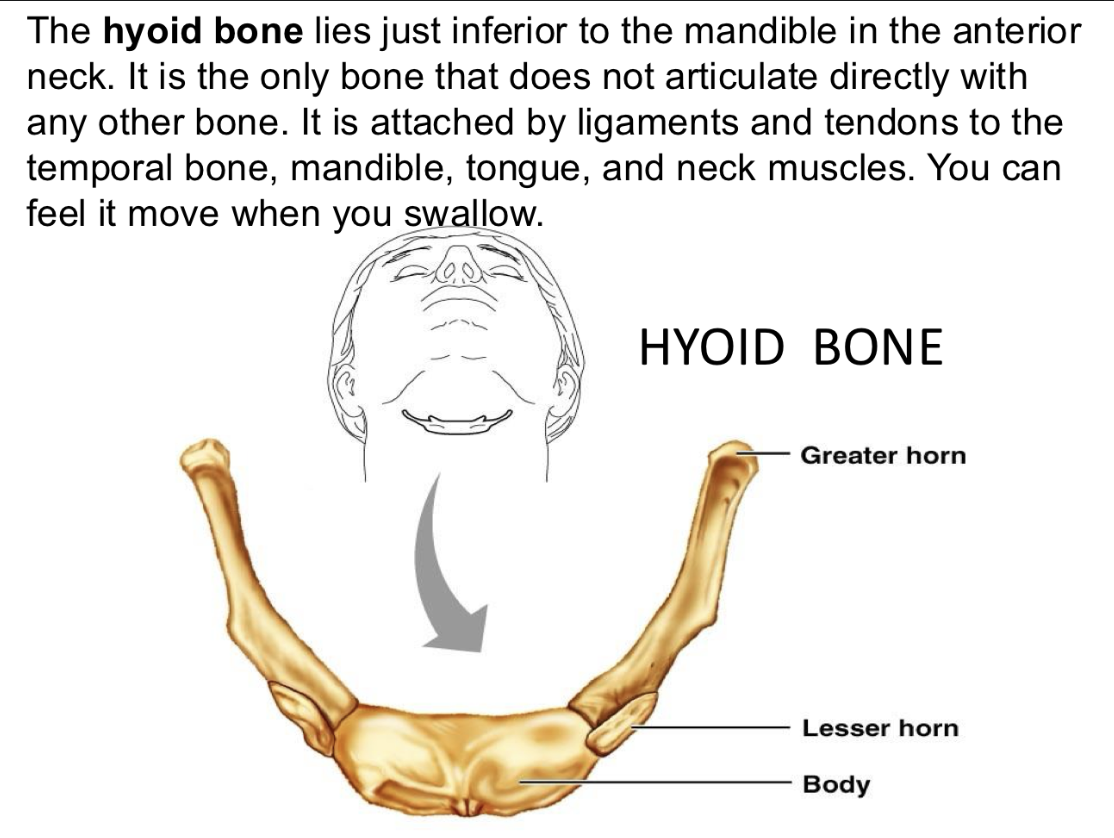 <p>Hyoid Bone</p>