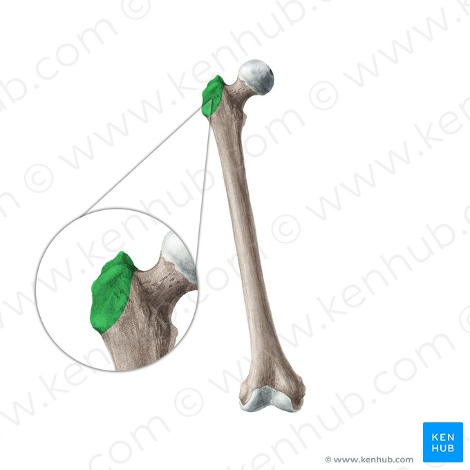 <p>A large, bony prominence located on the lateral aspect of the femur, serving as an important site for muscle attachment and leverage. </p>
