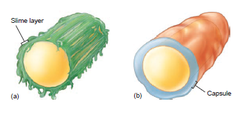 <p>Coating of molecules on cell wall, prevents cell dehydration and nutrient loss, forms biofilms</p>