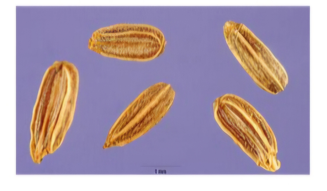 <p>What is the name of this species? (With mentioning genus)</p>
