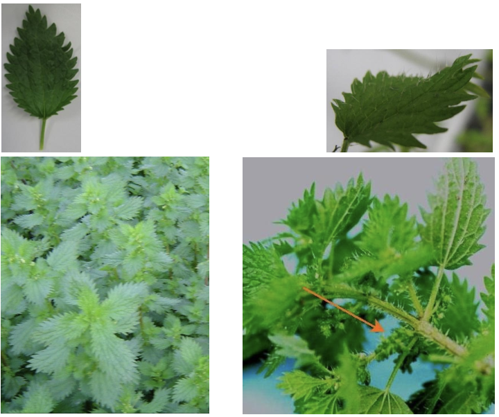 <p><strong>Plant family:</strong> Urticaceae<br><strong>Life cycle:</strong> Annual<br><strong>Key persistence / spread:</strong> Seed<br><strong>Farming systems:</strong> Thin pastures, stock camps, shaded areas</p><p><strong>How to identify</strong></p><p>It is an upright herbaceous plant covered in fine stinging hairs. Leaves are opposite, broadly oval to triangular, and have coarse serrated margins.</p><p>The stinging hairs are the defining feature. When touched, they break and inject irritating chemicals into the skin, causing a sharp burning sensation. This reaction usually confirms identification immediately.</p><p>Flowers are small, green, and produced in clusters at leaf axils. Plants commonly grow in nutrient‑rich areas where pasture cover is poor.</p><p>It is smaller and less woody than tree nettle and completes its life cycle within one season.</p>