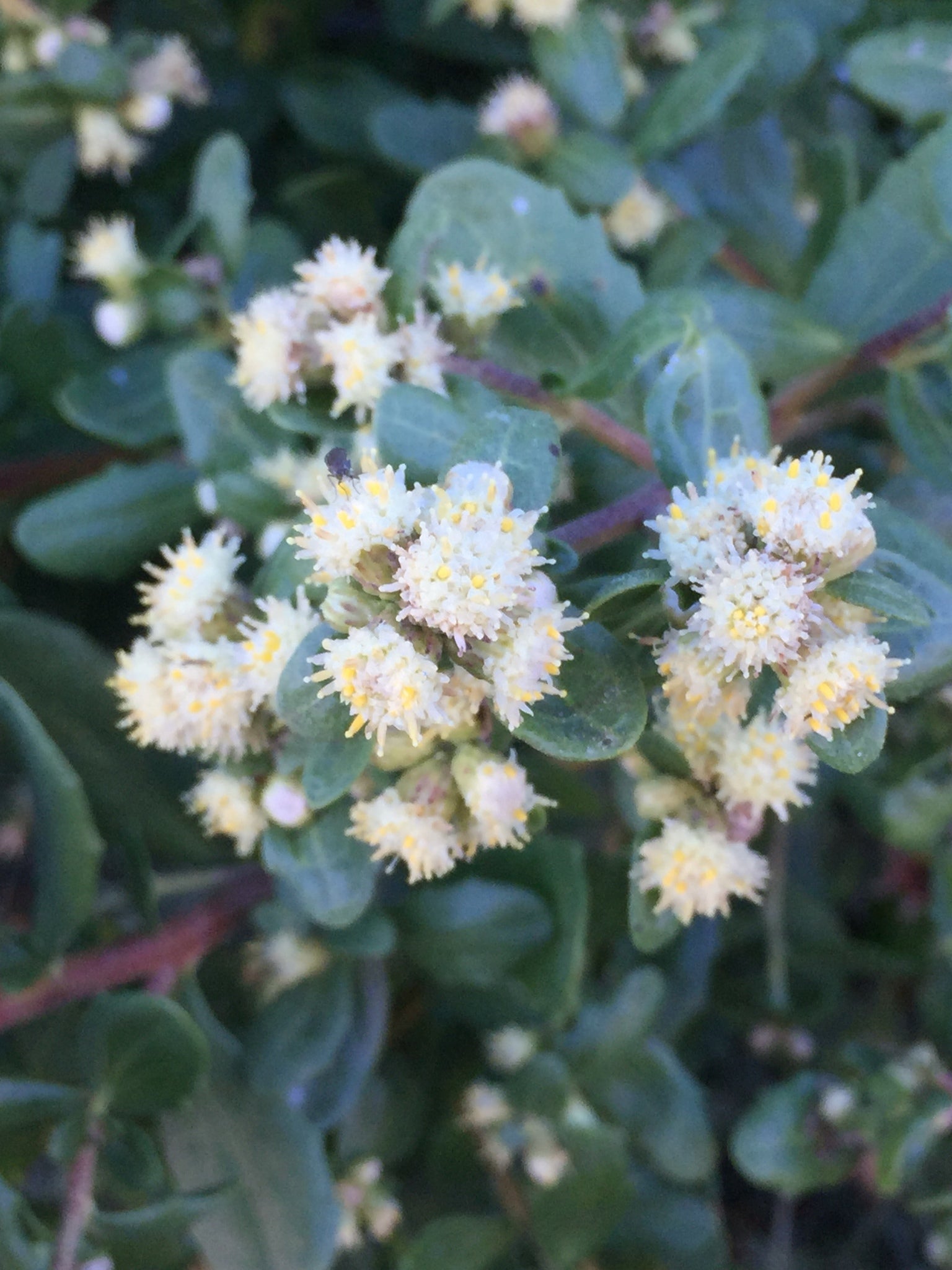 <p>coyote brush </p>