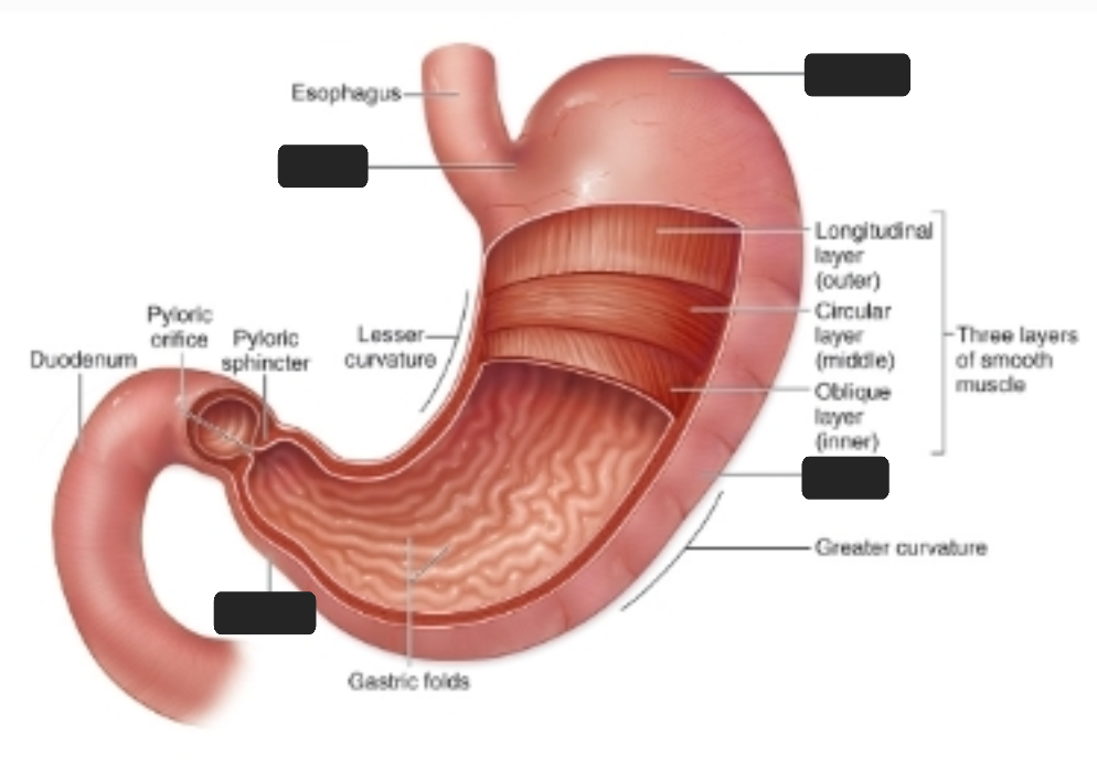 <p>What are the four regions of the stomach?</p>