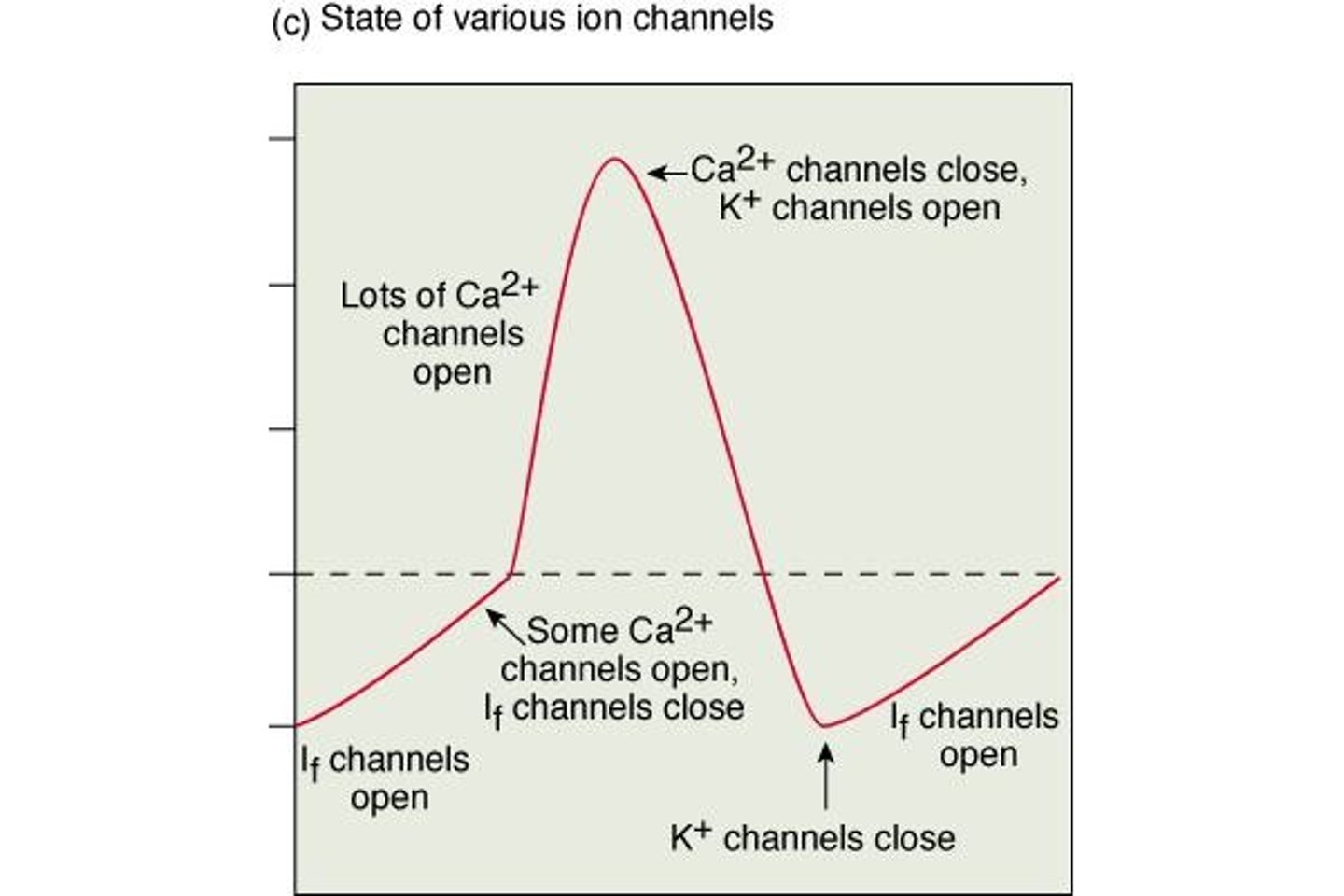 <p>Ca2+ induces contraction by triggering the release of more Ca2+ from the sarcoplasmic reticulum.</p>