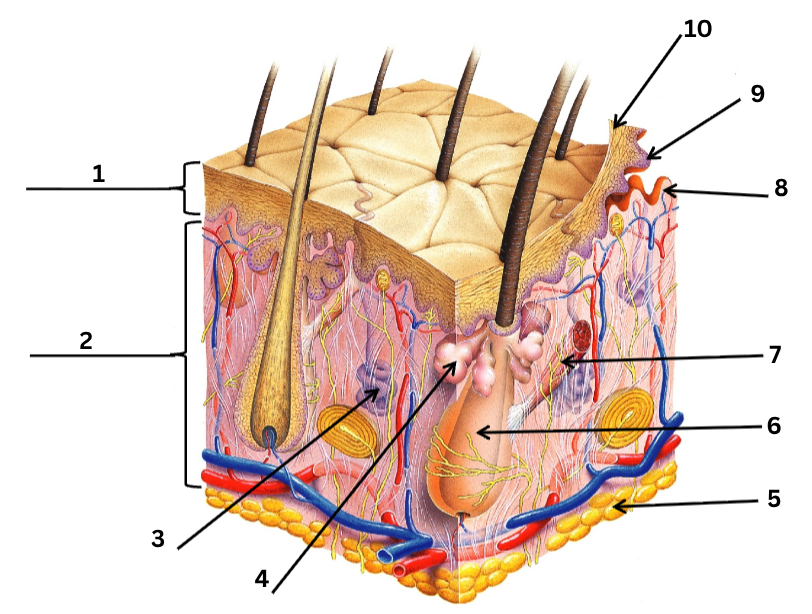 <p>what is the dermis composed of?</p>