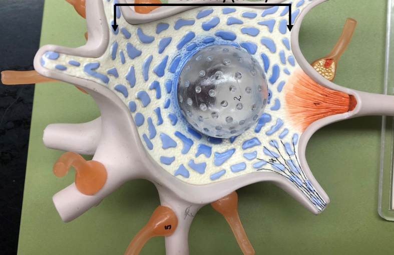 <p>Cell body (soma) </p>