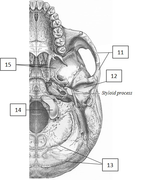 <p>12, What bone attaches to here</p>
