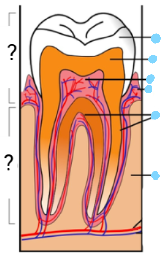 <p>Tooth anatomy </p>