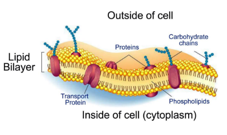 <p>The plasma membrane contains receptors that recognize and respond to molecular signals.</p>