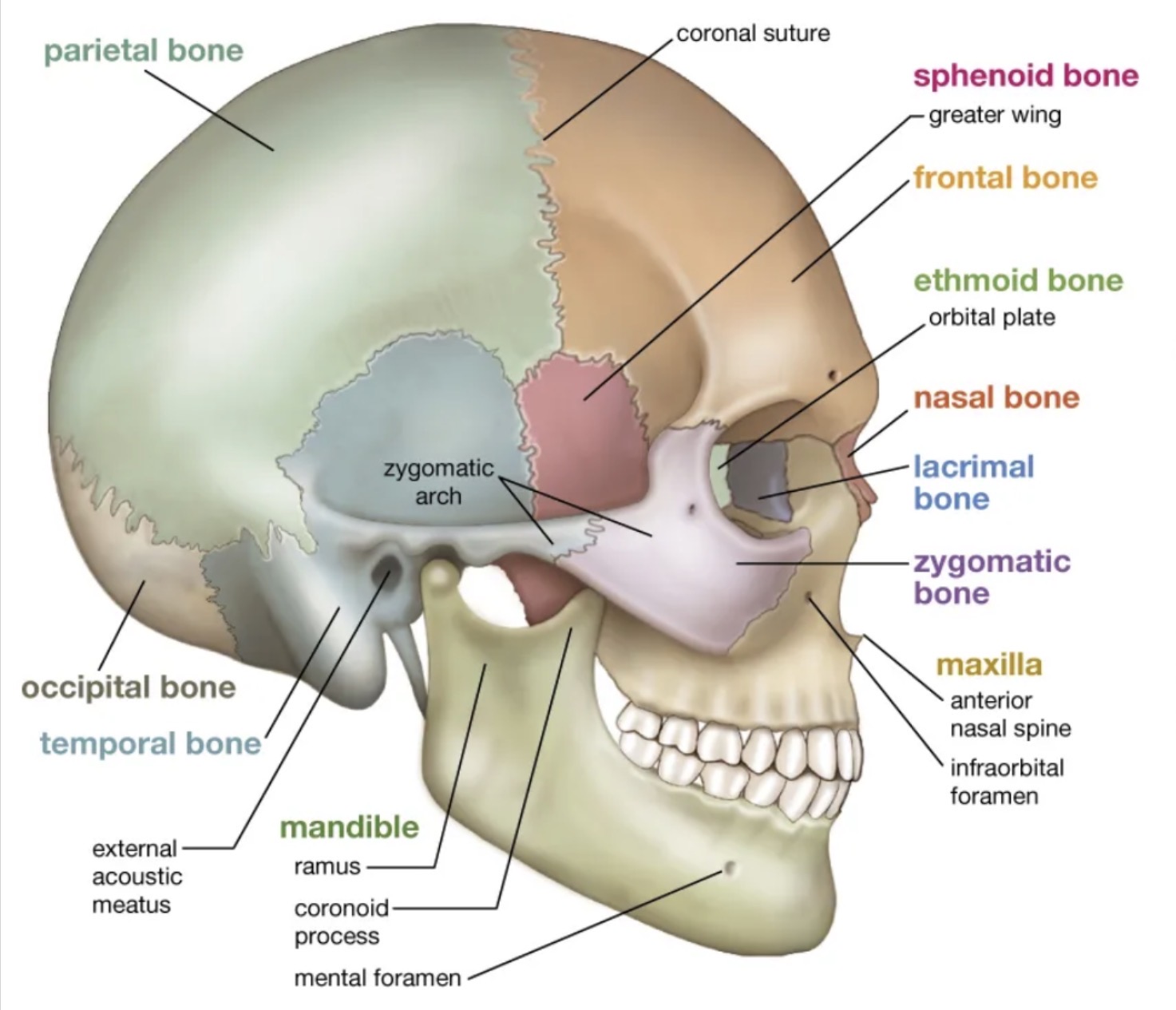 <p>Side of head</p><p></p>
