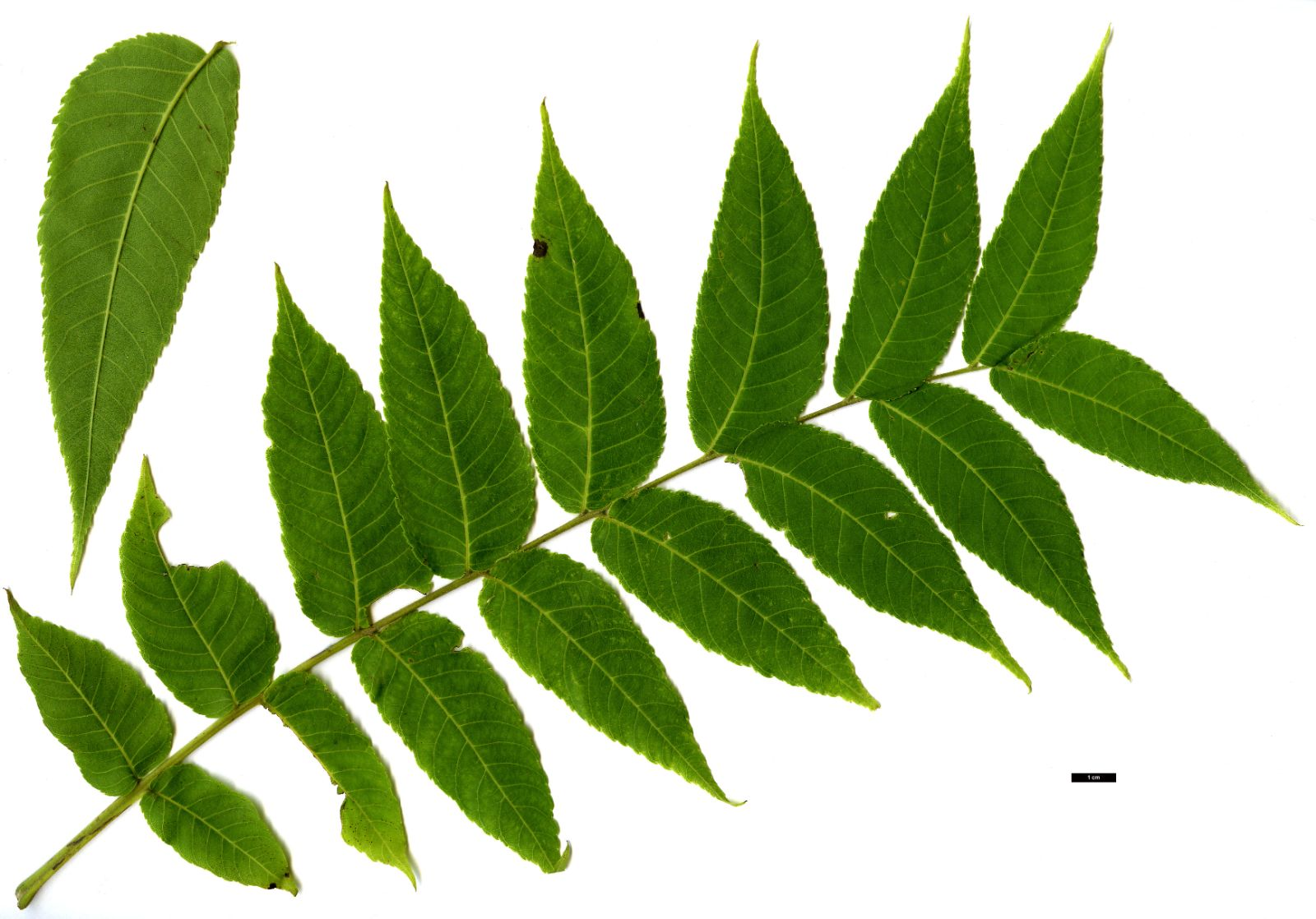 <ul><li><p>juglans nigra </p></li><li><p>nuts </p></li><li><p>compound, alternate</p></li></ul><p></p>