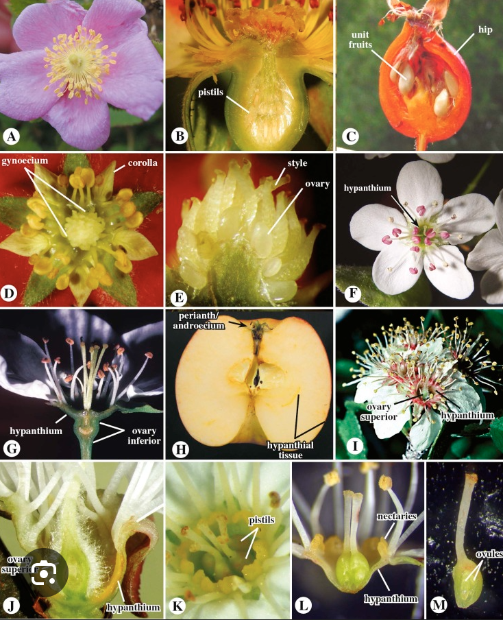 <ul><li><p>Many cultivated</p></li><li><p>Spines on stems</p></li><li><p>Hypanthium</p></li></ul><p></p>