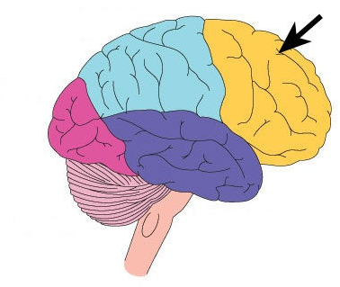 <p><span>associated with reasoning, planning, parts of speech, movement, emotions, and problem solving</span></p>