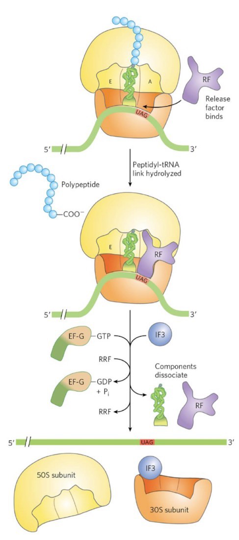 <p><strong>Termination</strong> occurs at stop codons (UAA, UAG, UGA); This pauses the ribosome and leaves A site open, allowing RFs to bind</p><p><strong>Termination factors (release factors)</strong>: Proteins RF1, RF2, and RF3 “tricks” 23S rRNA to hydrolyzes terminal peptidyl-tRNA bond, releases polypeptide and last uncharged tRNA, and causes dissociation of 70S ribosome into its subunits</p><p><strong>Ribosome recycling factor (RRF)</strong>: Uses GTP to help ribosome dissociation; IF3 helps tRNA dissociate.</p><p>IF3 and 30S subunit complex can now initiate translation again</p>