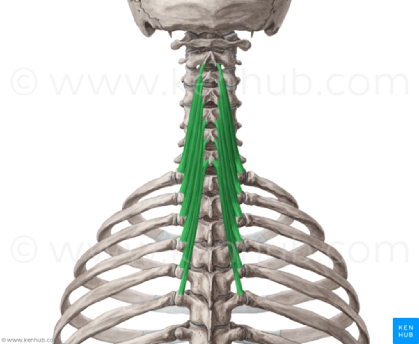 <p>(TP T1-T5) </p><p>transverse processes of upper 5 or 6 thoracic vertebrae</p>