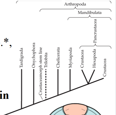 <p>EXTINCT Subphylum within the arthropods</p>