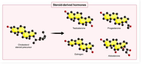 <p><strong>DEF</strong>: Amphipathic lipid component of cell membranes</p><ul><li><p>Precursor molecule to <strong>steroid hormones </strong>(4 hydrocarbon rings), <strong>vitamin D</strong>, and <strong>bile acid</strong></p></li><li><p><strong>Maintains membrane stability </strong>at both high and low temperatures</p></li></ul><p></p>