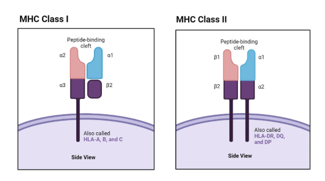 <ul><li><p><span style="background-color: transparent; font-family: "Open Sans", sans-serif;">Major histocompatibility complex (MHC): that thing that presents antigens!</span></p><ul><li><p><span style="background-color: transparent; font-family: "Open Sans", sans-serif;">“H2 region” in mice encodes MHC-I and MHC-II</span></p></li></ul></li><li><p><span style="background-color: transparent; font-family: "Open Sans", sans-serif;"><strong>Human leukocyte antigen (HLA)</strong>: the human MHC</span></p><ul><li><p>most polymporphic genes of human genome</p></li><li><p>HLAs are the human MHCS</p></li></ul></li></ul><p></p><p></p><p>MHCs</p><ul><li><p>1 has 3 alphas 1 beta</p><ul><li><p>HLA a-c</p></li></ul></li><li><p>2 has one half beta and one half alpha</p><ul><li><p>HLA-DR, DQ, and DP</p><p></p></li></ul></li></ul><p></p>