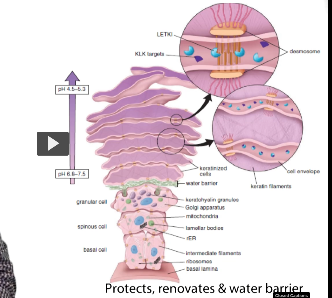 <p>So, in the next couple of slides, we are going to go through the different layers of the epidermis and we are going to show the different functions that are going on in the different layers of the epidermis and we are going to show the function or what events are going on in the different layers of the epidermis. </p><p>So here we have a single cell representation of each layer of the epidermis with the exception of the stratum corneum, which has multiple layers here. </p><p>You can see we have the basal layer, the spinous layer, the granulosum, the stratum, lecidum in thick skin, and the corneal stratum. </p><p>So those are the five layers of thick skin. </p><p>The stratum lucidum is <strong>absent </strong>in <strong>thin skin</strong>, </p>