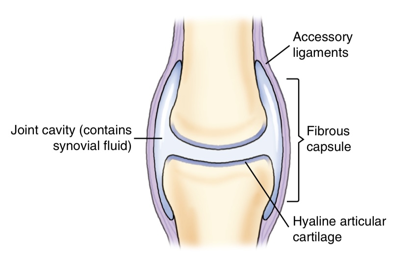 <p>what is the function and movement of this joint?</p>