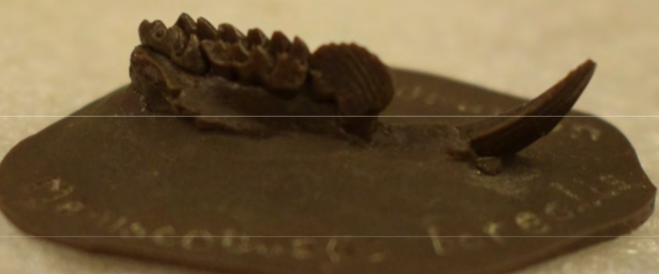 <p>gonna get just a tooth</p>