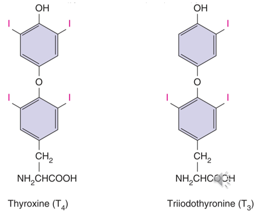 <ul><li><p>Amino acid core bound to 3 (triiodothyroxine, T<sub>3</sub>) or 4 (thyroxine, T<sub>4</sub>) iodine atoms</p></li><li><p>T<sub>4</sub> commonly converted to T<sub>3</sub> to target issues. (Both physiologically active, but T<sub>3</sub> moreso)</p></li><li><p>T<sub>3</sub> and T<sub>4 </sub>are more hydrophic than other monoamines, allowing them to enter the target cell’s nucleus</p></li></ul><p></p>