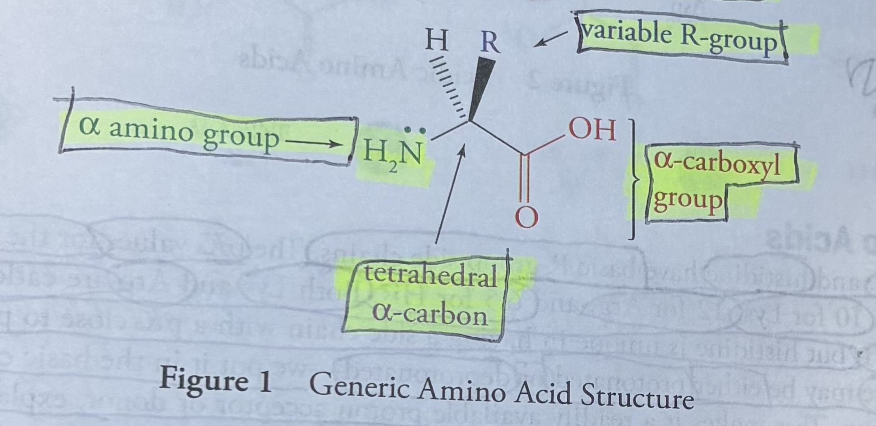 <p><u>Amino acid structure and nomenclature</u></p><p>Understanding the structure of amino acids is key to understanding both their chemistry and the chemistry of proteins.</p><p>In this flashcard is shown the generic formula for all 20 Amino Acids</p><p><u>Generic Formula For All 20 Amino Acids</u></p><ol><li><p>Alpha carboxyl group</p></li><li><p>Tetrahedral alpha carbon</p></li><li><p>Variable R-group</p></li><li><p>Alpha amino group</p></li></ol><p>The amino and carboxyl groups attached to the α-carbon atom are termed the α-amino and α-carboxyl groups, to distinguish them from similar groups which may be present as part of the side chain.</p><p>The unique feature of each amino acid is the <strong>side chain</strong> (variable R group), which it the physical and chemical properties that distinguish it from the other nineteen. </p>