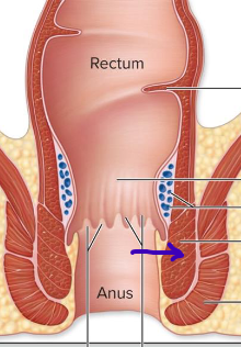 <p>smooth involuntary muscle</p>