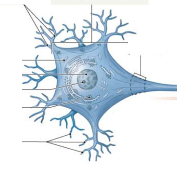 <p>where you will fine the nucleus and the other typical cellular organelles you are familiarwith (such as mitochondria, endoplasmic reticulum, ribosomes)</p>