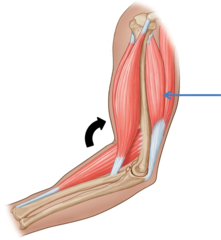 <p>opposite motion of agonist; usually inactive (ex. elbow flexion = triceps)</p>