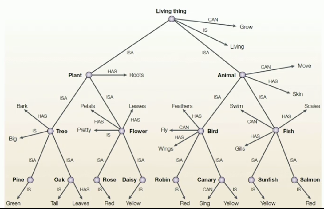 <p><strong>nodes</strong> → represent concepts based on discrete categories, relate to each other via hierarchical ordering</p><ul><li><p>nodes are connected logically through propositions like ‘has’ or ‘can’</p><ul><li><p>e.g. “ a living thing <u>can</u> grow)</p></li></ul></li><li><p>propositions get inherited down the hierarchy</p><ul><li><p>if a living thing can grow, that also mean an animal=[ can grow, a fish can grow, and a salmon can grow</p></li><li><p>new attributes get added along the way</p></li></ul></li></ul><p></p>