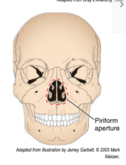 <p>-the nasal bones superiorly </p><p>-the maxilla laterally and inferiorly</p>