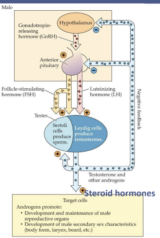 <ul><li><p>luteinizing hormone (LH) - stimulates testosterone production</p></li><li><p>follicle-stimulating hormone (FSH) - promotes sperm production</p></li></ul><p></p>