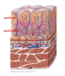 <p>simple columnar epithelium, mucosa contains gastric pits, branching off gastric pits are gastric glands</p>