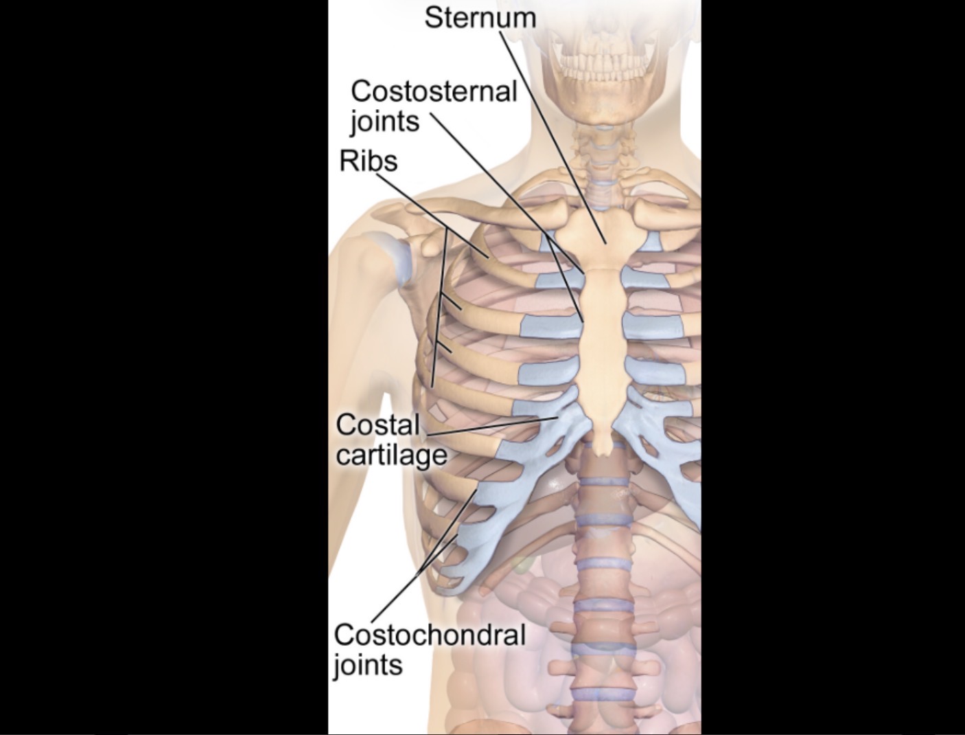 <p>Attach ribs to sternum</p>