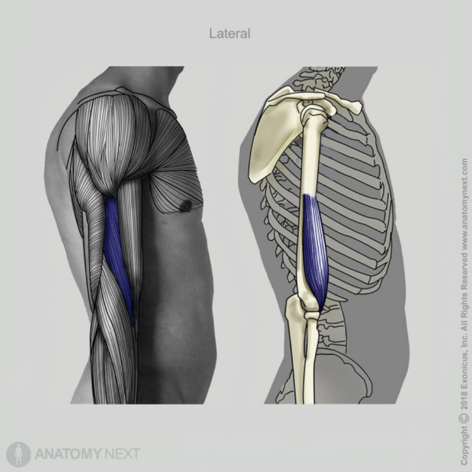 <p>brachialis</p>