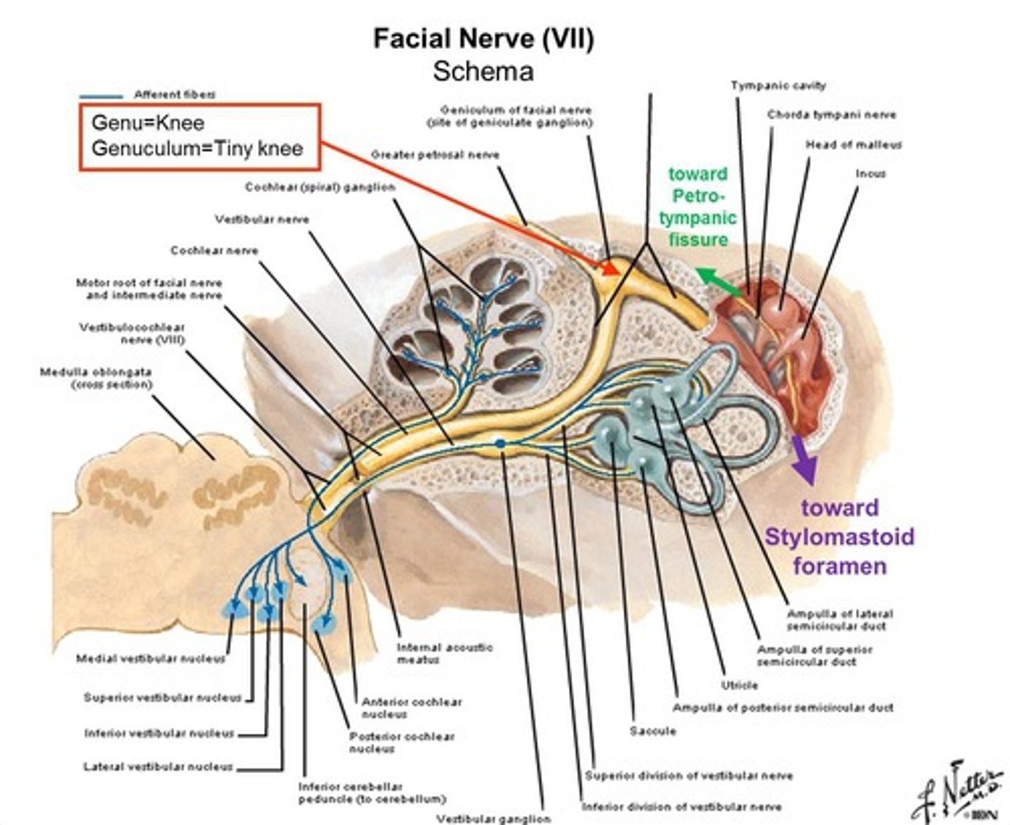 <p>What are the branches of CN VII of the geniculate ganglion?</p>