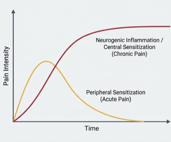 <p>Continuous chronic muscle pain disorder</p><p>Prolonged presence of algogenic substances due to neurogenic inflammation </p><p>Constant primary pain from unresolved acute pain event </p><p>Limited opening, sever pain at rest and palpation </p><p>Muscle atrophy or myostatic contracture- longer it goes untreated, higher chance that CNS will develop neuroplasticity and fix pain chronically </p>