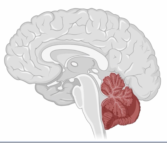 <p>Responsible for the coordination of movement, independent of the cerebral cortex, between the occipital lobe and the brain stem </p>