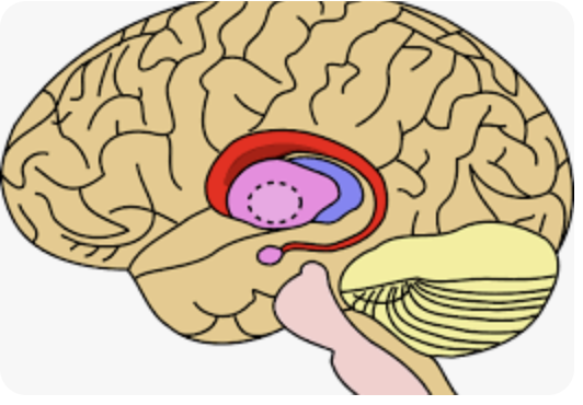 <p>Name the red part, as well as the two pink center areas</p>