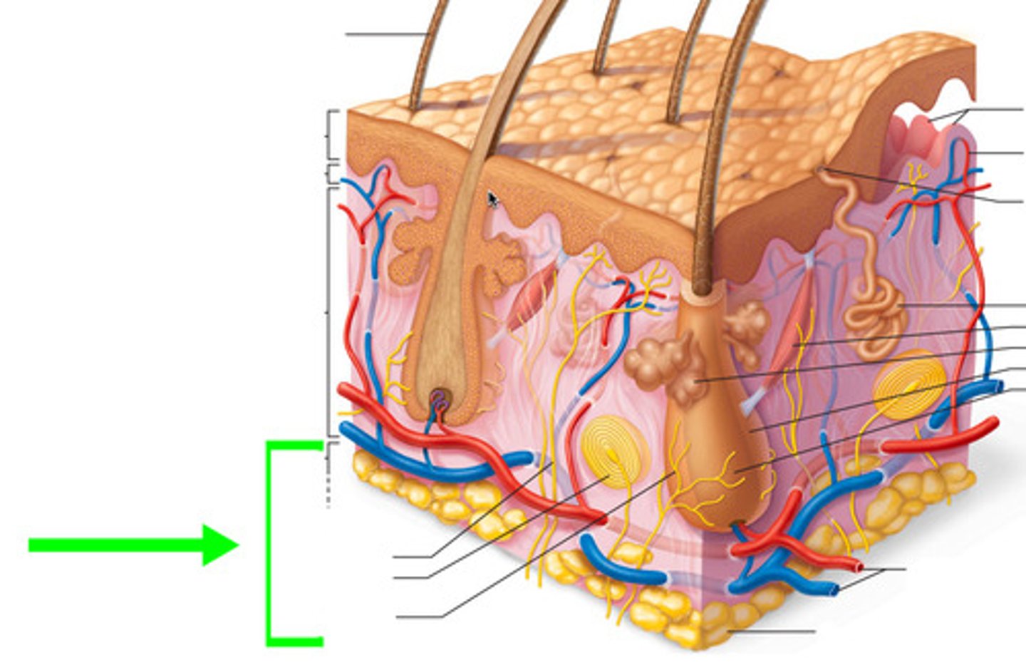 <p>Also called a subcutaneous layer, this is a layer of fat is located under the dermis of the skin; helps to insulate the body and protects underlying muscles and blood vessels.</p>