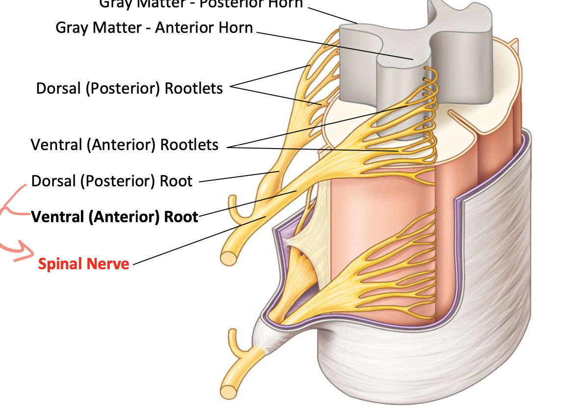 <p>Spinal nerves</p>