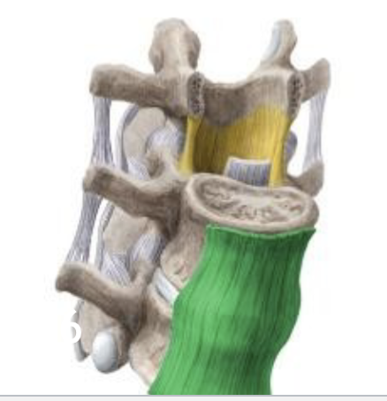 <p><span>Ligamentum longitudinale anterius</span></p>
