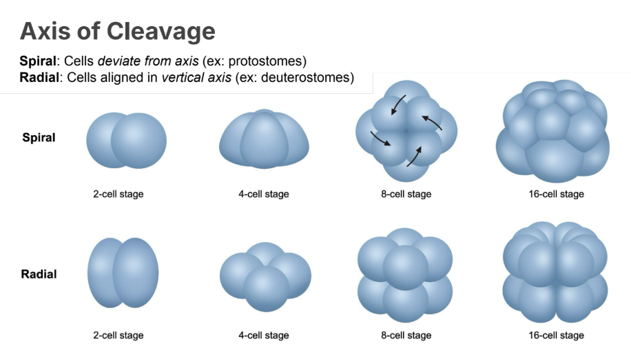 <p>Cells aligned in <strong><em>vertical </em></strong>axis (e<strong>x: deuterostomes)</strong></p>