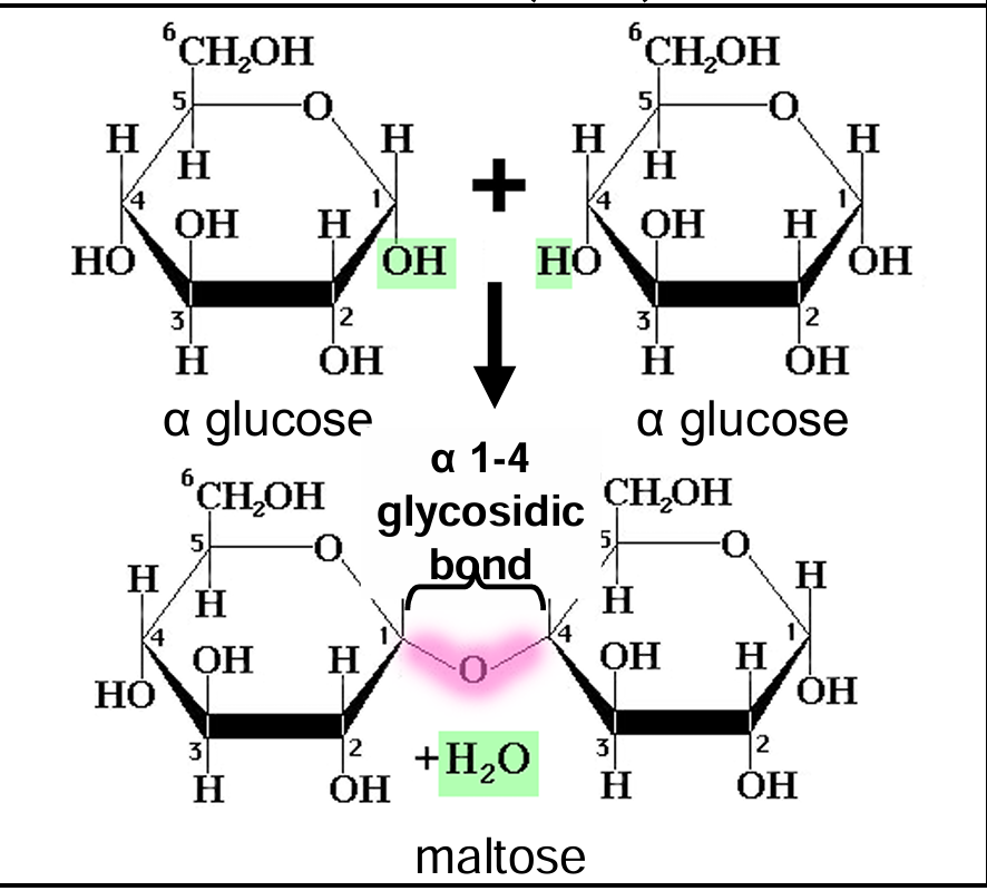 <p>The chemical process involving the removal of a water molecule to synthesize a glycosidic bond.</p>