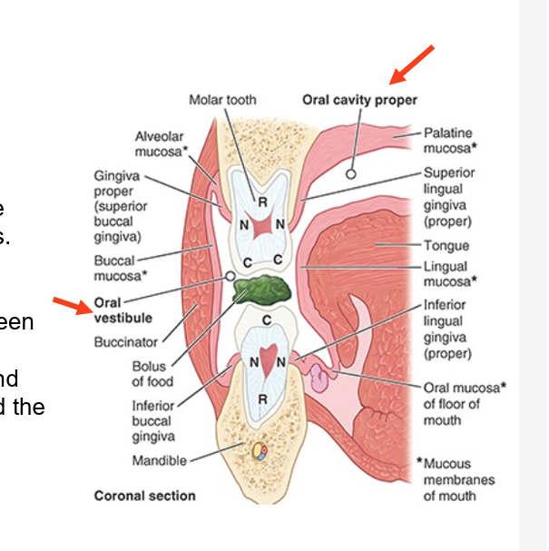 <ul><li><p>oral vestibule</p></li><li><p>oral cavity proper</p></li></ul><p></p>