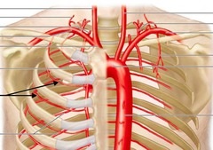 <p>identify the structure(s) indicated by the arrow</p>