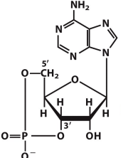 <p>What is this structure</p>