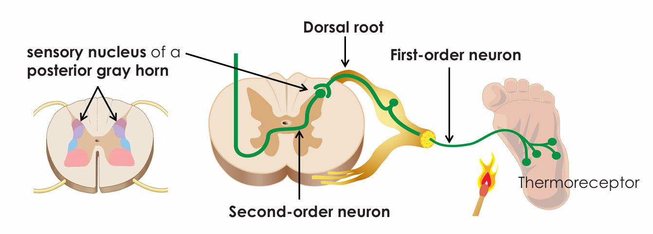 <ul><li><p>From receptors into the posterior gray horn</p></li></ul><p></p>